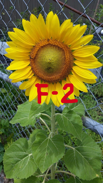 sunflower 2本 White Sunflower with 2 Large Heads - Kelea's Florals