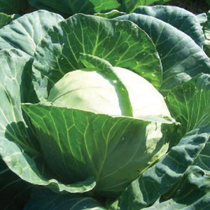 Cabbage, Early Jersey Wakefield, 1/4oz packet