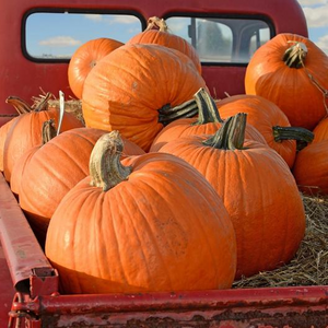 Pumpkin, Big Max, 1/2oz