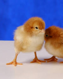 Production Red Chicks