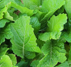 Mustard, Florida Broadleaf