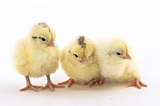 Delaware Chicks