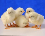 White Leghorn Chicks