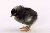 Barred Plymouth Rock Chicks