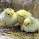 Colombian Wyandotte Chicks