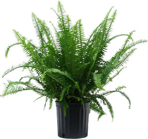 Fern, Kimberly Hanging Basket, 10"