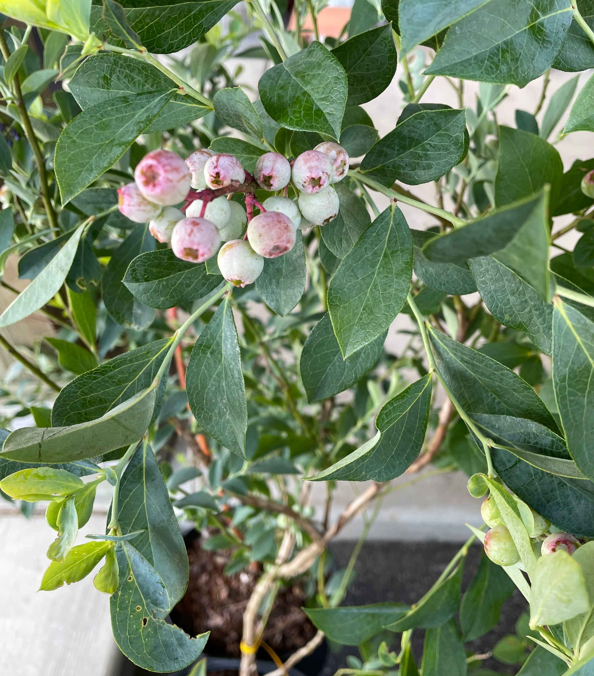 Garden Starter Plants – G&DFarms