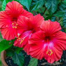 Hibiscus Bush