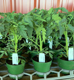 Vegetable Plants Assorted at Tanner Williams