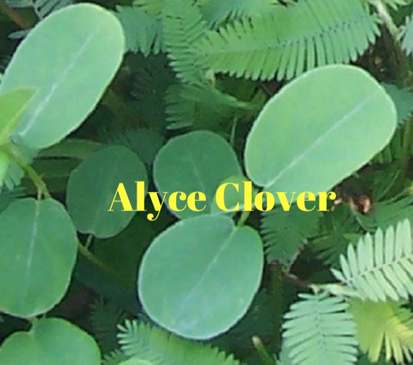 Clover, Alyce, 50lb