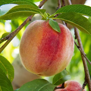 Flordaking Peach, 3gal