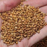 Egyptian Wheat Seed, 50lb