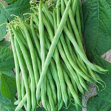 Bush Bean, Burpee Stringless