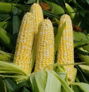 Sweet Corn, G90 Bicolor