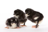 French Black Copper Maran Chicks