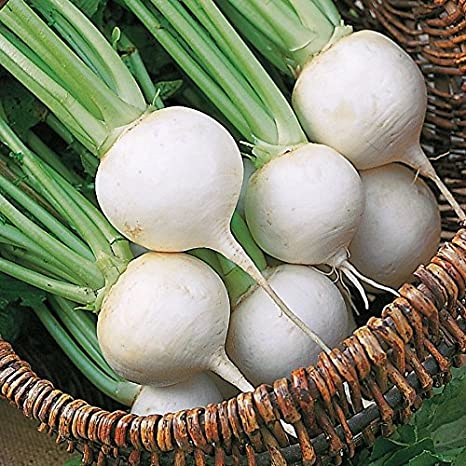 Turnip, Shogoin (Japanese)
