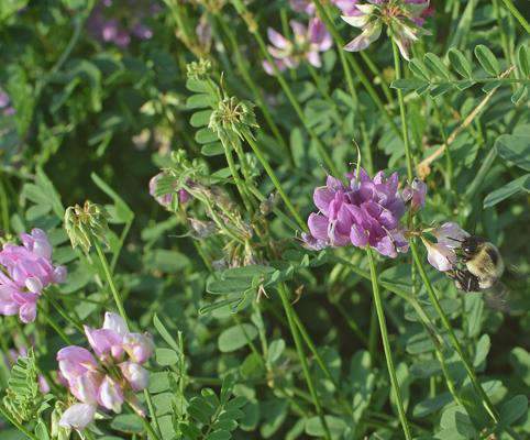 Joint Vetch Seed, 50lb