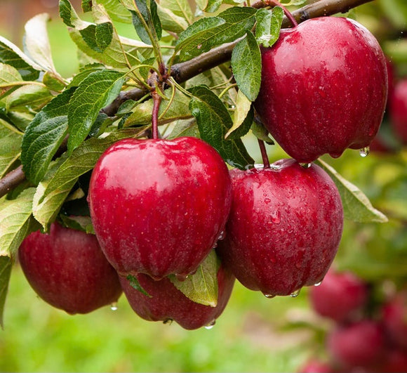 Red Delicious  Apple Tree, 5gal