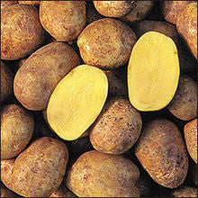 Seed Potato, Yukon Gold
