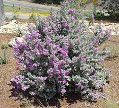 Texas Sage Bush