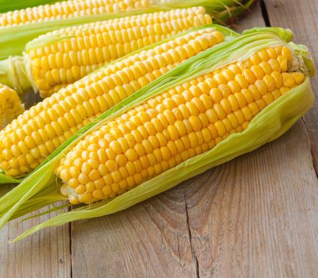 Sweet Corn, Kandy Korn Yellow