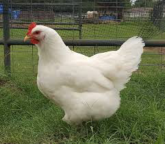 White Jersey Giant Chicks