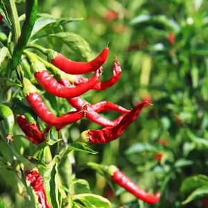 Pepper, Long Slim Red Cayenne Hot, 1/16oz