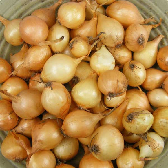 Onion Sets, Yellow