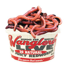 Wanglers Live Redworms, 30ct