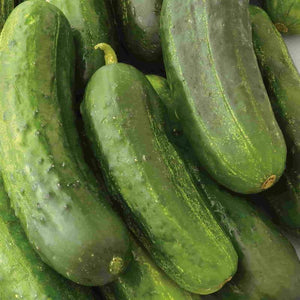 Cucumber, National Pickling