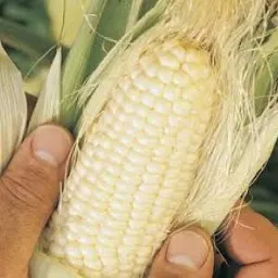 Corn, Roasting Truckers Favorite White