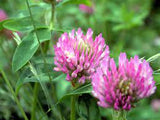 WMS Dynamite Red Clover