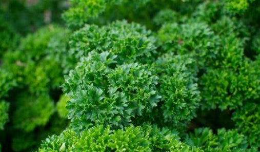 Parsley, Moss Curled Herb, 1/4oz