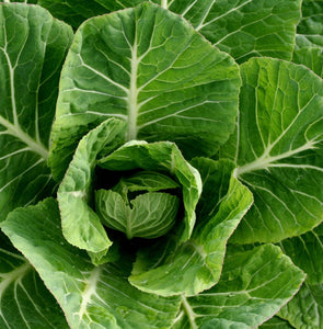 Collard, Morris Heading, 1/4lb