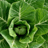 Collard, Morris Heading, 1/4lb