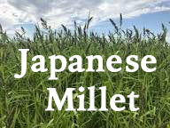 Millet, Japanese