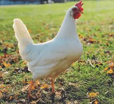 White Leghorn Chicks