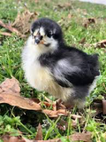 Black Australorp Chicks