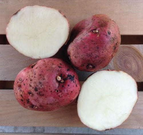 Seed Potato, Red Lasoda