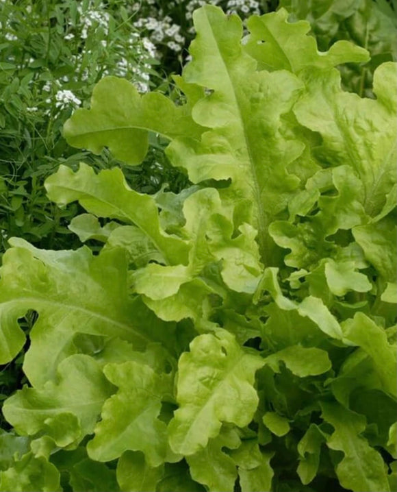Lettuce, Salad Bowl Leaf, 1/4oz packet
