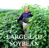 Soybean Seed, Eagle Large Lad Forage Round Up Ready