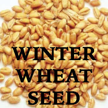 Wheat Seed, 50lb