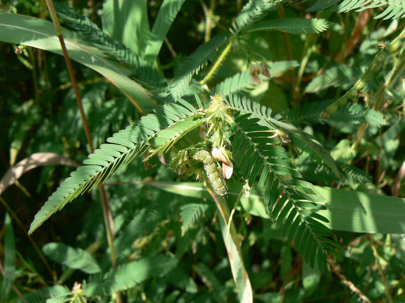 Aeshchynomene Joint Vetch, 40 lb.