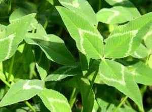 Clover Seed, Arrowleaf/Yuchi