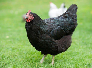 Black Australorp Chicks