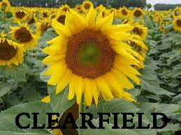 Clearfield Sunflower, 25lb