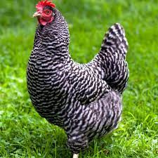 Barred Plymouth Rock Chicks