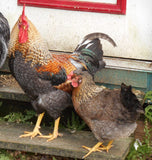Olive Egger Chicks