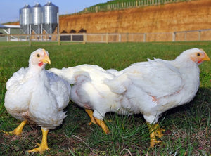 Jumbo Cornish Cross, Broiler Chicks