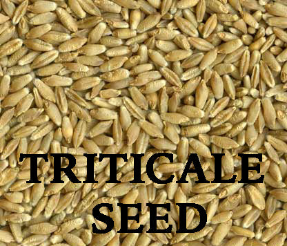 Triticale Seed